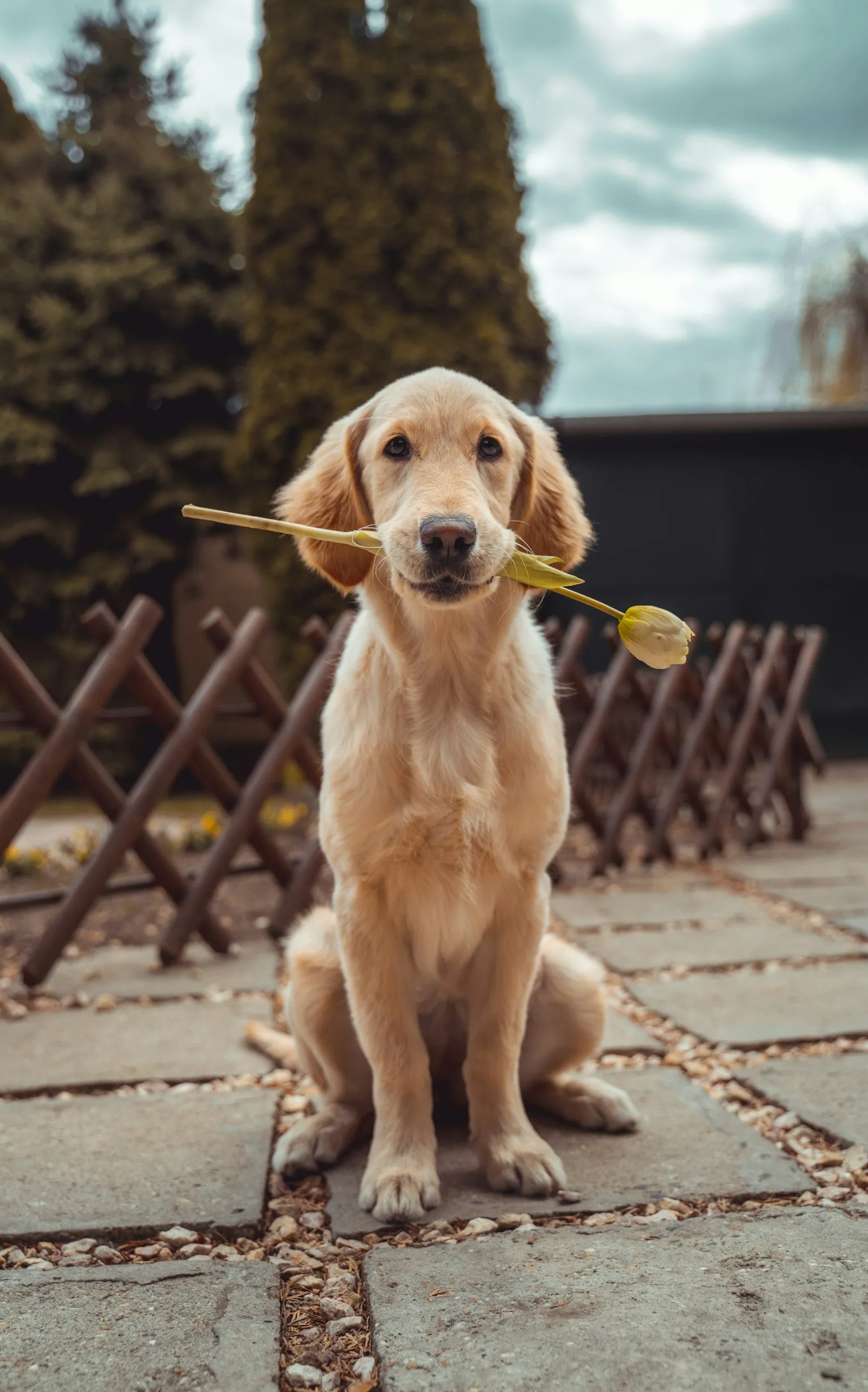 Cachorro de golden retriever sentado en el jardín